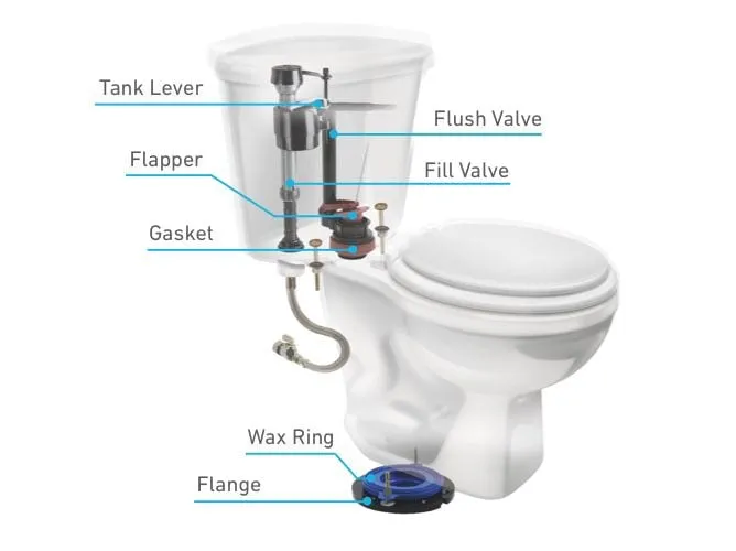 Toilet Anatomy