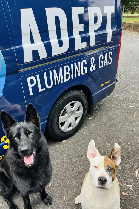 Adept Plumbing & Gas van with the team's two dogs in Beenleigh