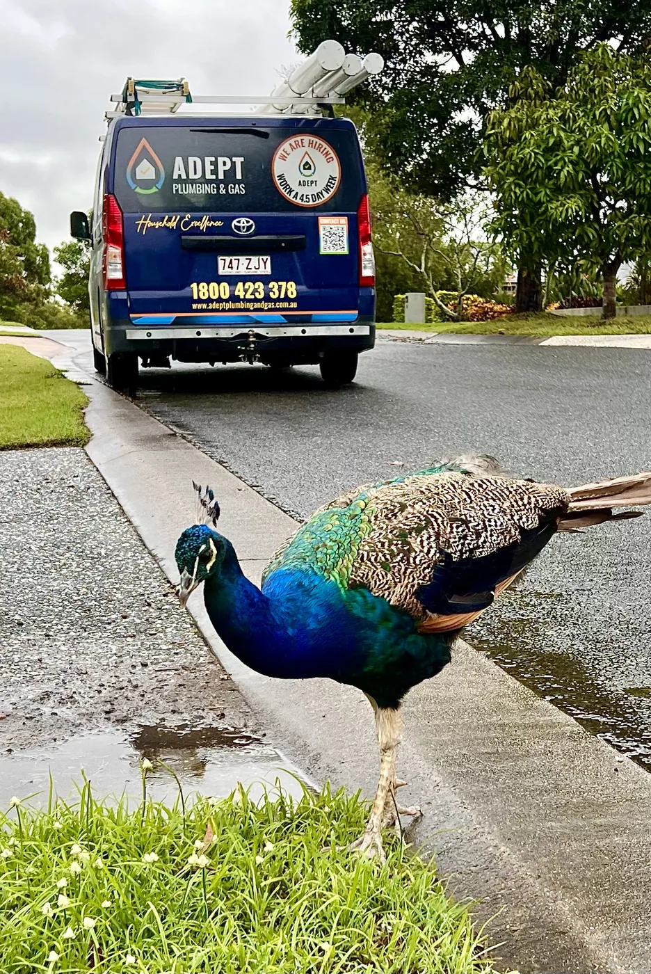 Peacock on a Rochedale street beside an Adept Plumbing & Gas van