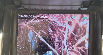 CCTV drain camera showing tree roots in a Greenslopes sewer line