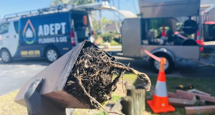 Pipe section choked with tree roots, held up on a Holland Park job