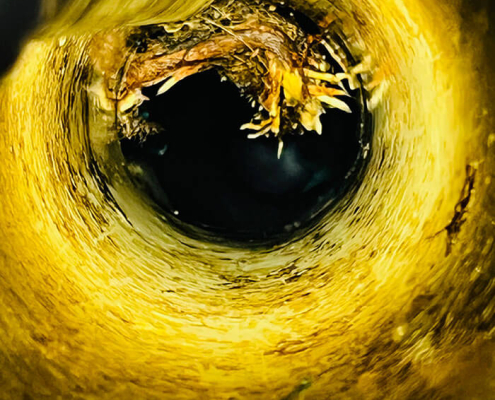 Tree roots growing inside a cracked stormwater drain pipe
