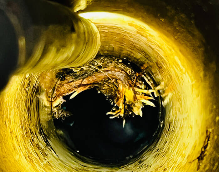 Tree roots growing inside a cracked stormwater drain pipe
