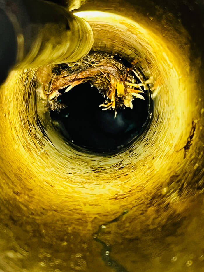 Tree roots growing inside a cracked stormwater drain pipe